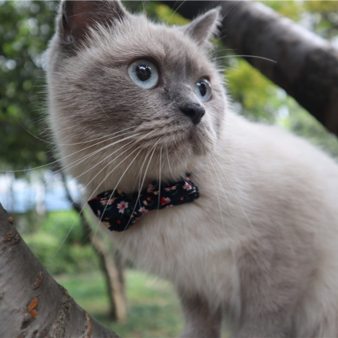 Mokka floral bowtie cat collar with bell view 14