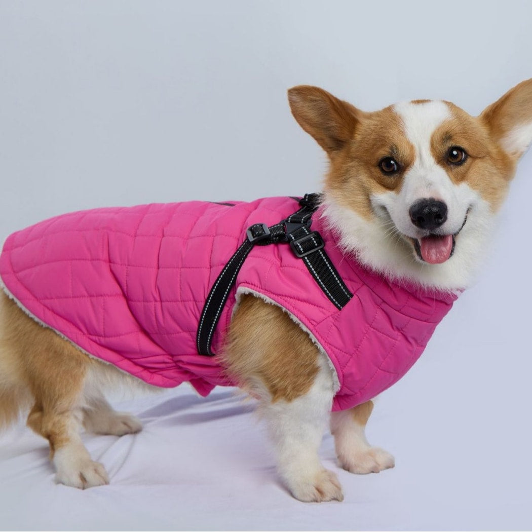 Ozzie - Quilted Outdoor Dog Winter Coat