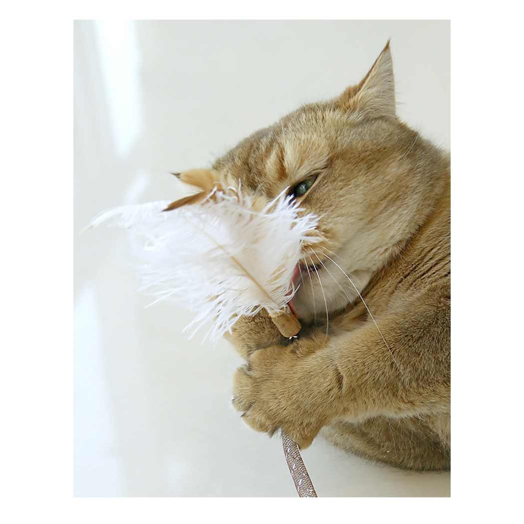 Golden cat holding the feather attachment between its paws near its mouth