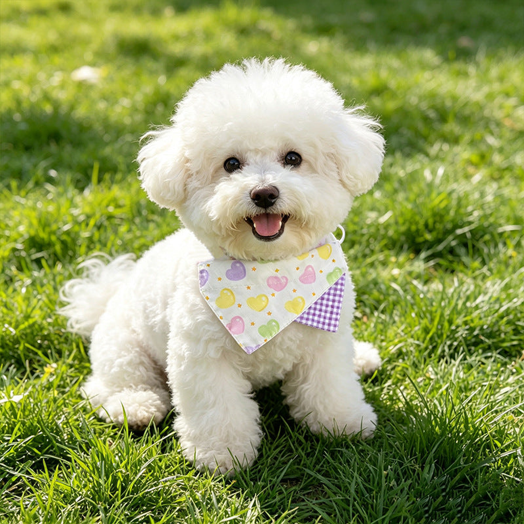 White curly-coated dog wearing pastel heart-print pet neckwear outdoors
