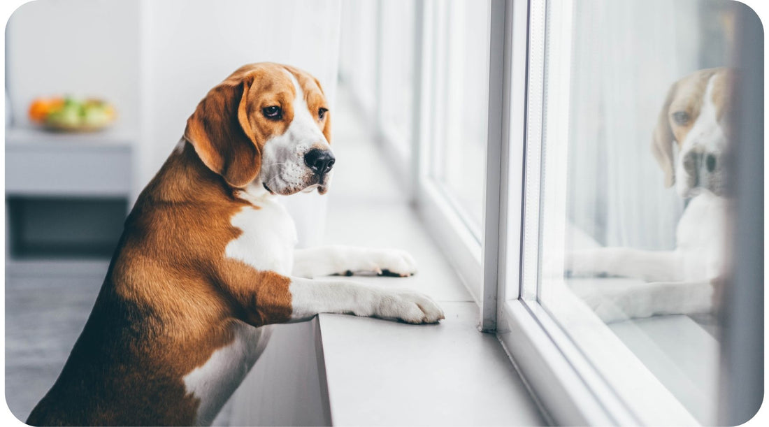 Dog waiting alone at home