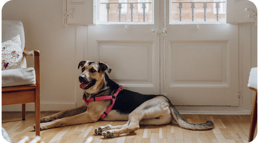 Dog relaxing inside an apartment