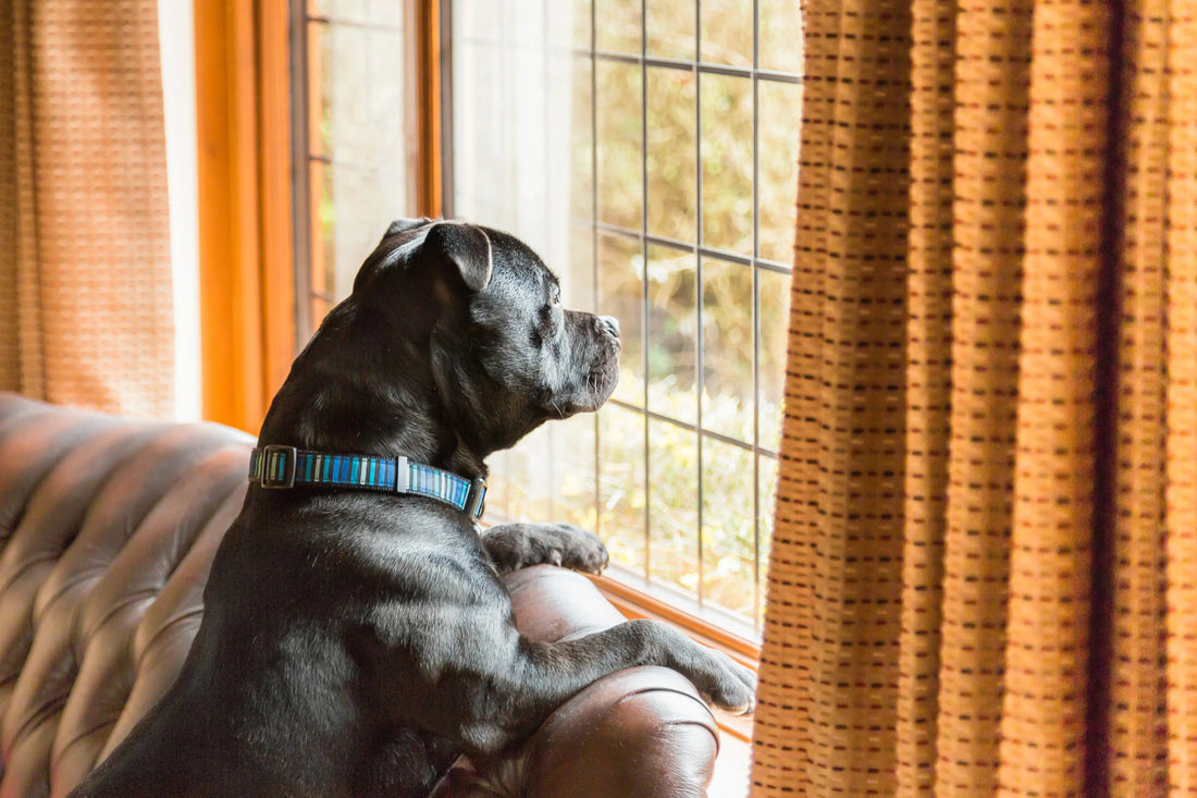 Bored dog looking through a window while waiting for its owners