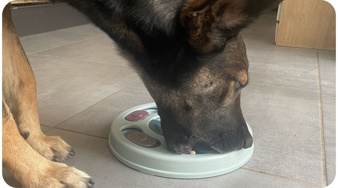 Dog working through an interactive puzzle toy