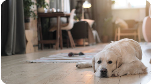 Dog resting after eating kibble