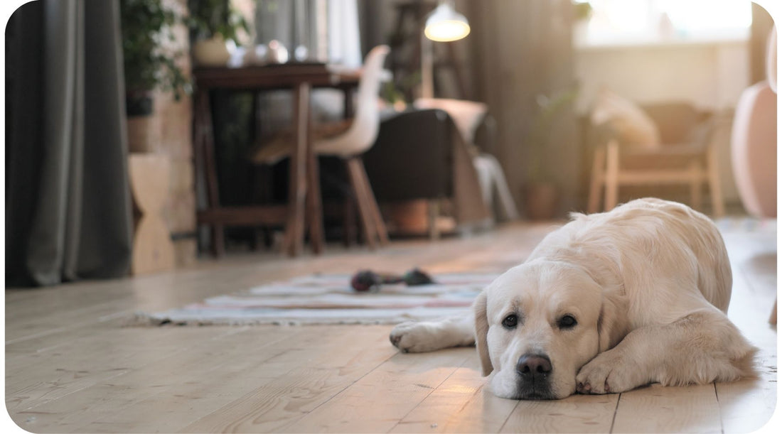Dog resting after eating kibble