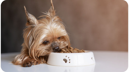 Small dog eating kibble from a bowl