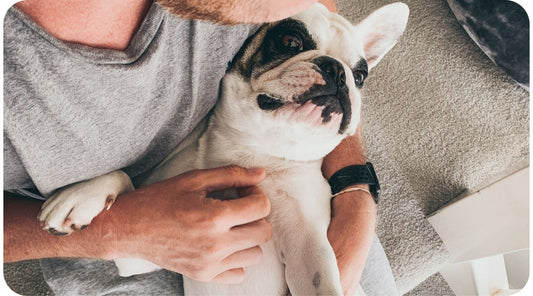 Dog being held in its owner's arms