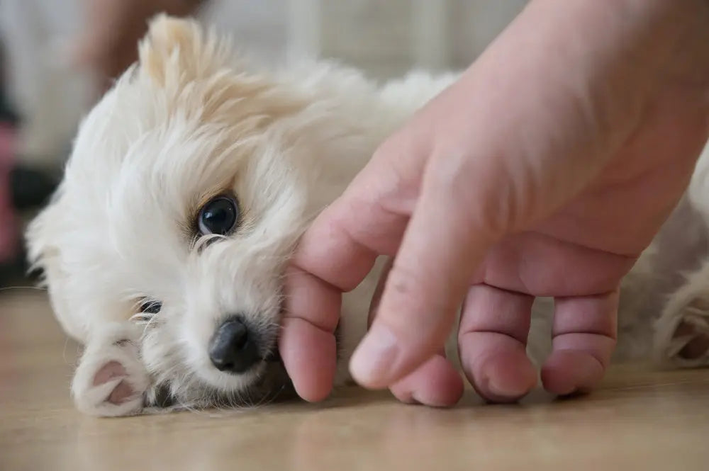Small white dog gently mouthing a person's hand