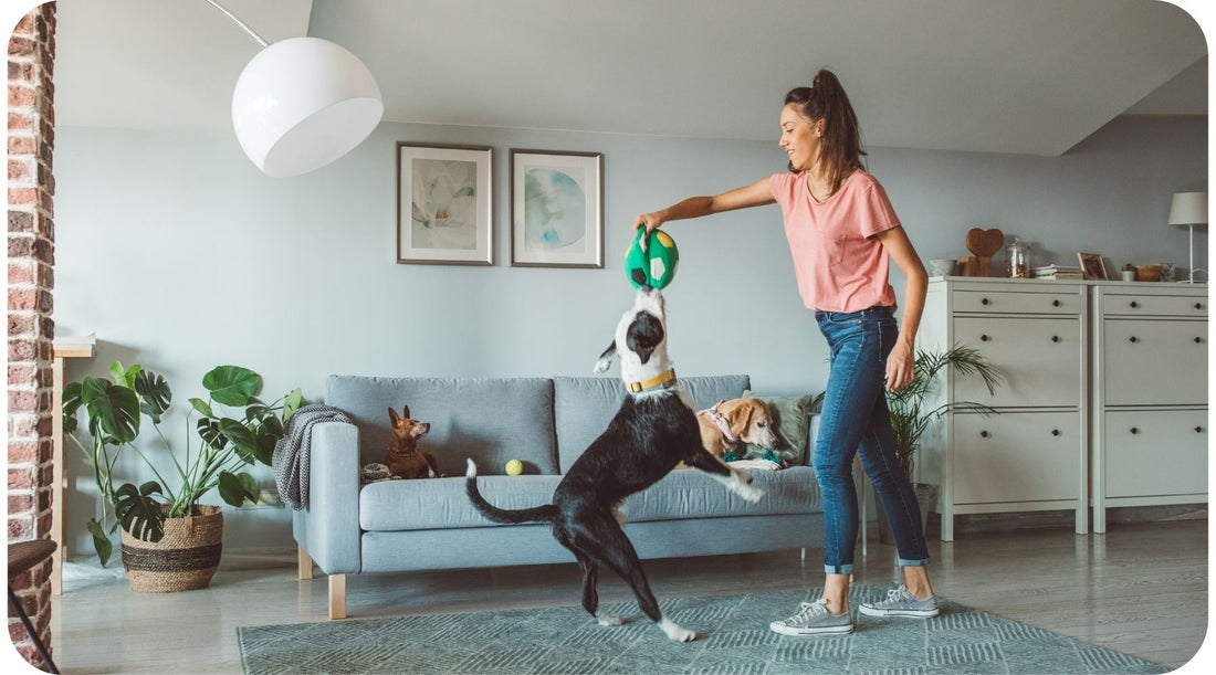 Woman playing with her dog in an apartment