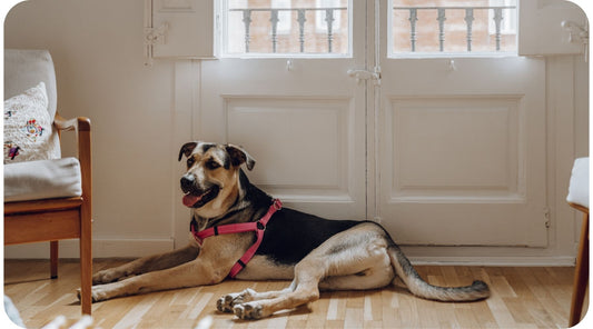 Dog lying beside an apartment window