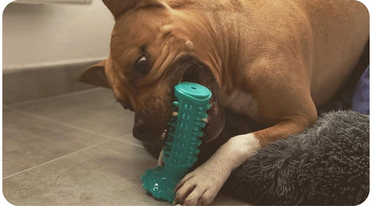 Boxer playing with a dental chew toy