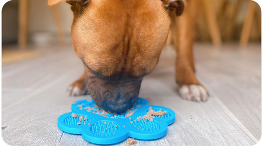 Dog licking an enrichment toy