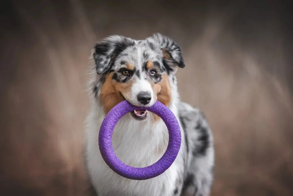 Australian Shepherd holding a purple ring toy