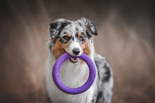 Australian Shepherd holding a purple ring toy