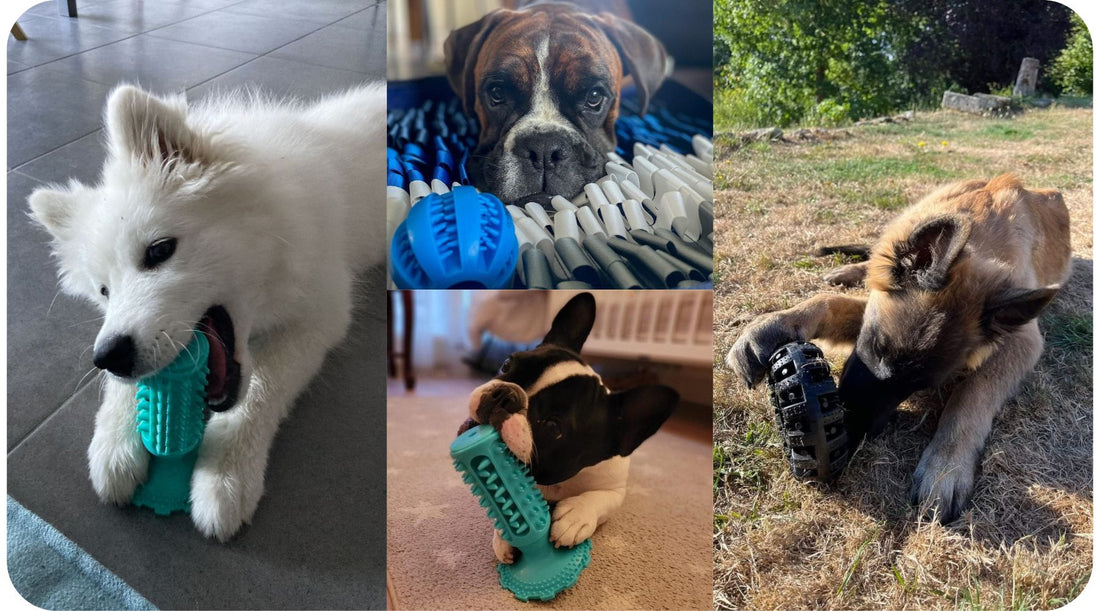 Four dogs playing with chew toys and a snuffle mat