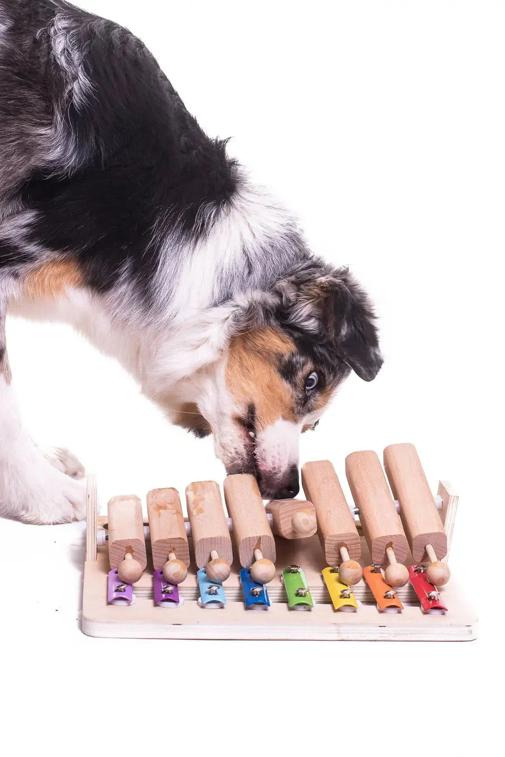 Dog playing with an interactive puzzle piano