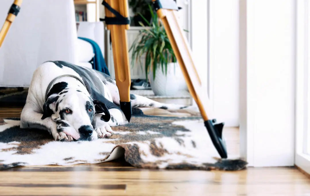 Great Dane lying in a messy room while home alone