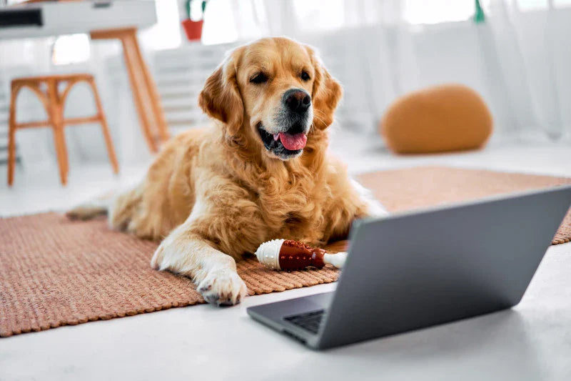 Labrador resting beside an open laptop at home