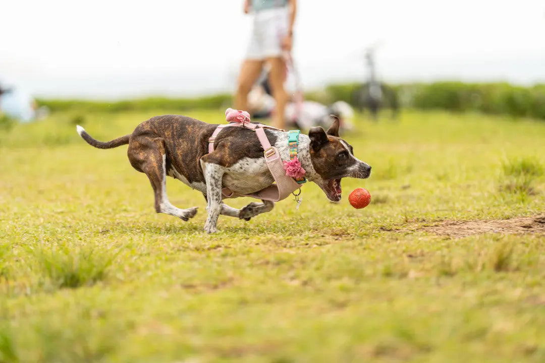 Dog running outdoors with a toy