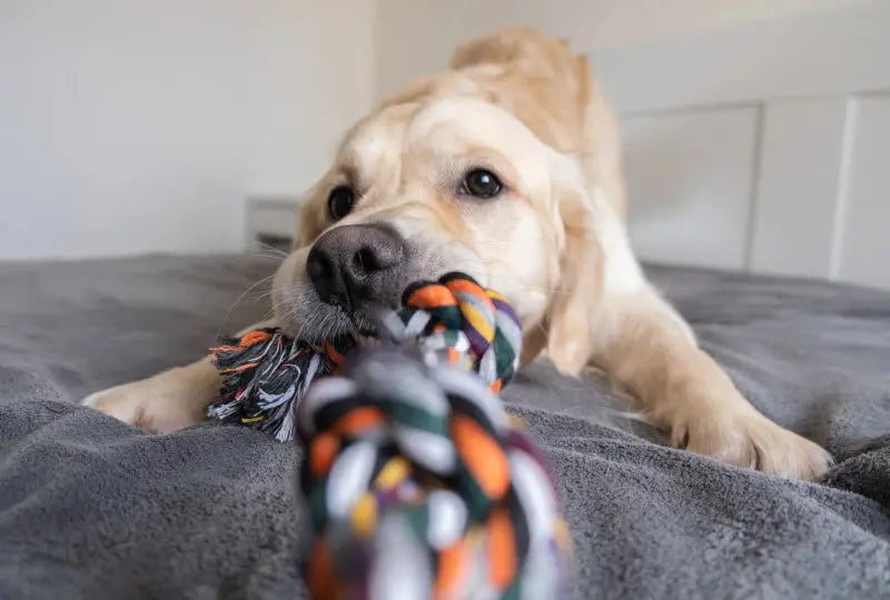 Dog tugging on a rope toy