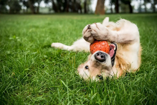 Two dogs playing together on grass