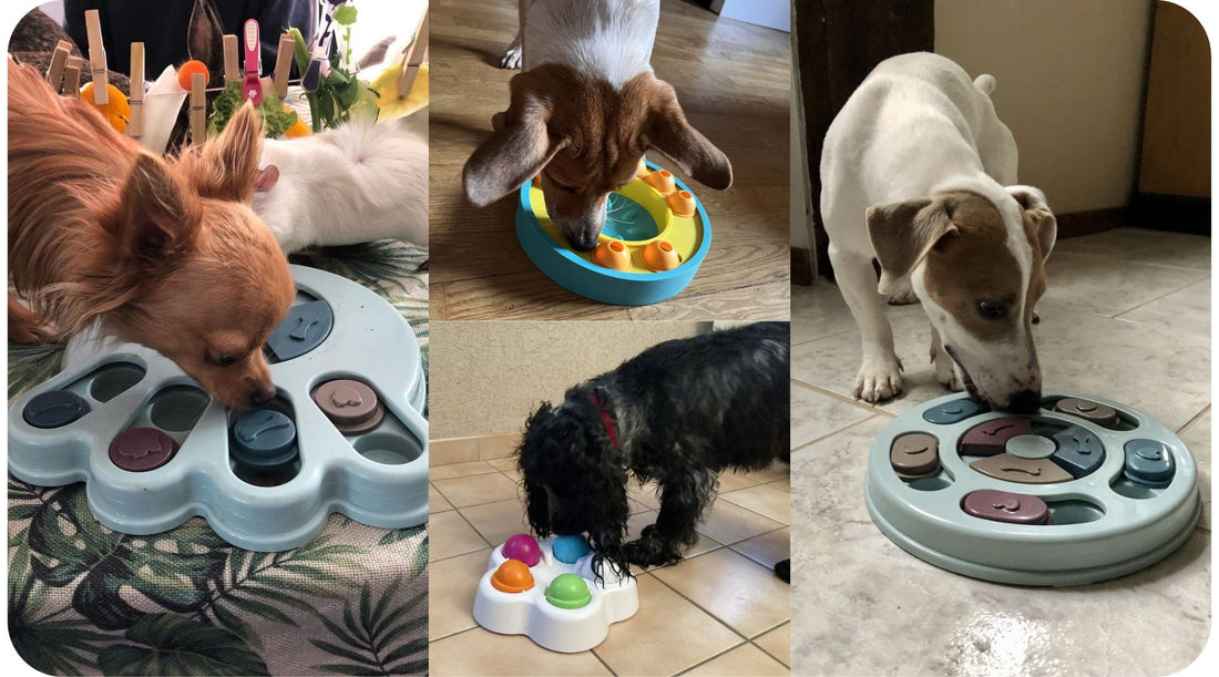 Several dogs playing with puzzle toys