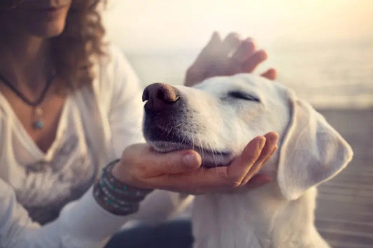 Owner petting a dog to help it relax