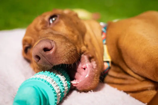 Brown dog chewing a blue dental toy