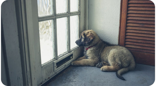 Sad dog waiting beside a door for its owner