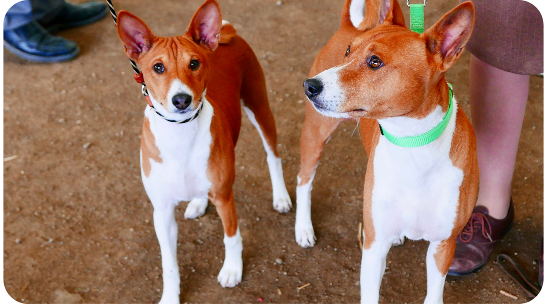 Two Basenji dogs standing together