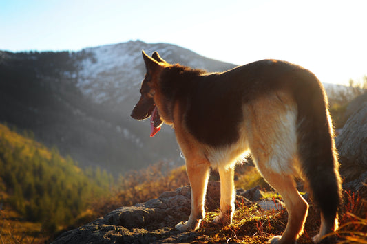 German Shepherd resting on a mountainside