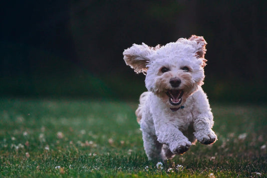 Maltese puppy running across grass