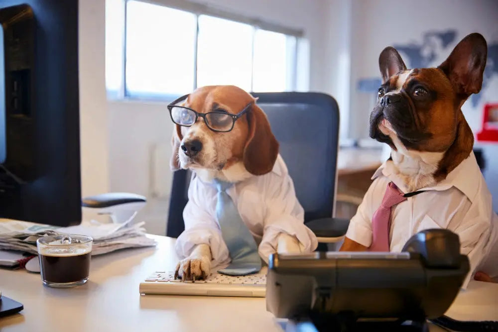 Two dogs dressed for an office setting
