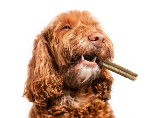 Small brown dog holding a natural chew stick