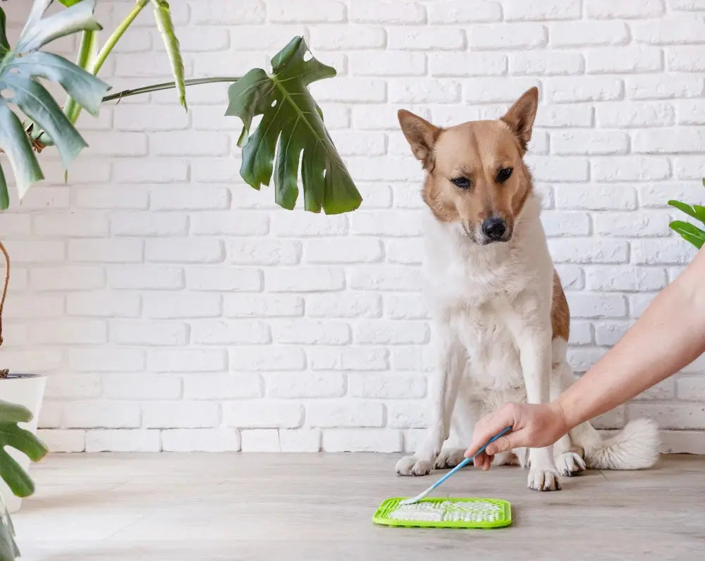 Puppy watching a person prepare a lick mat
