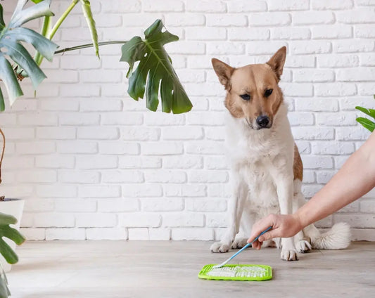 Puppy watching a person prepare a lick mat