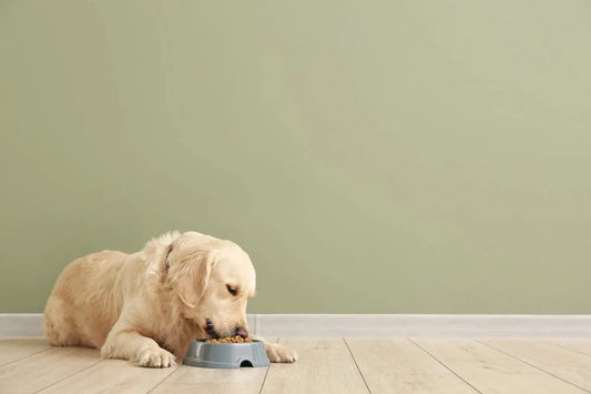 Puppy eating food from a small bowl