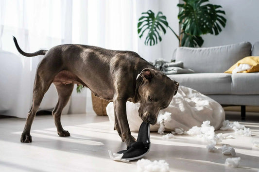 Dog standing beside stuffing from a torn cushion