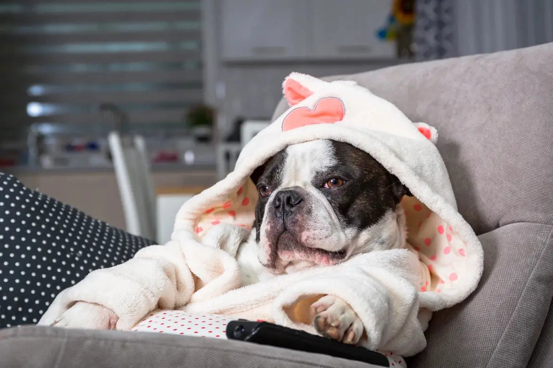 French Bulldog resting alone in front of a television