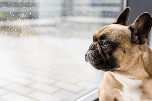 French Bulldog watching rain through a window