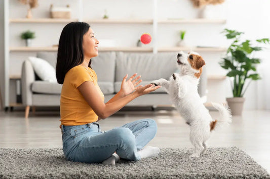 Woman playing with a small dog indoors
