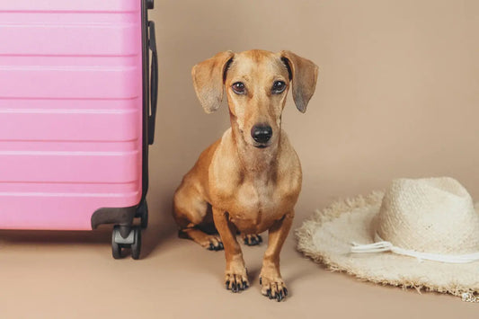Dog sitting beside a suitcase and summer hat
