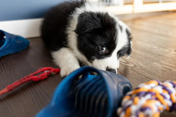 Black and white puppy exploring an assortment of toys