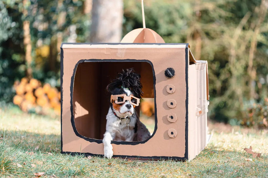 Dog posing inside a cardboard television