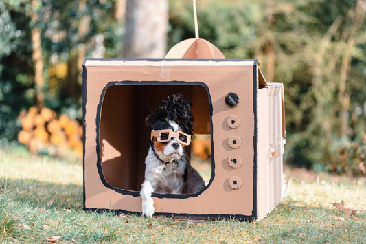 Dog posing inside a cardboard television