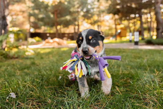 Puppy carrying a colorful snuffle toy outdoors