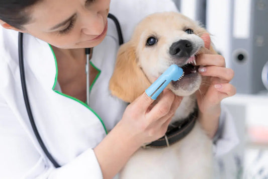 Veterinarian brushing a dog's teeth