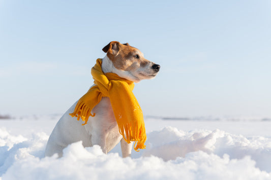 White Jack Russell wearing an orange scarf in snow