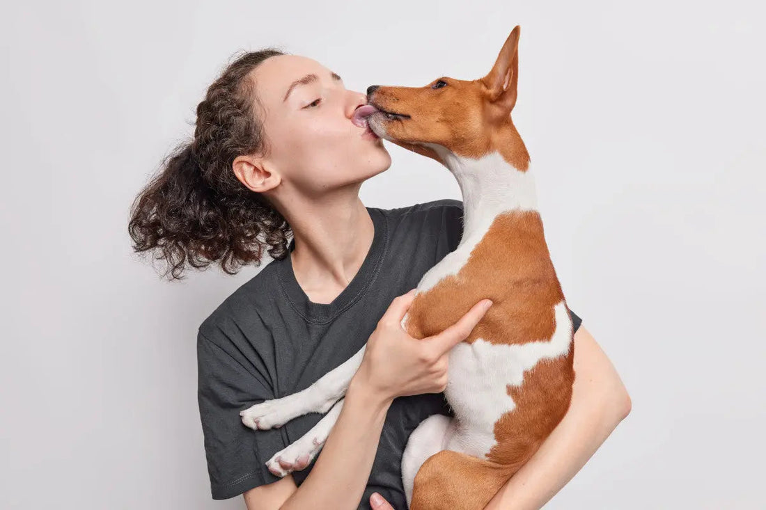 Basenji licking a woman's face
